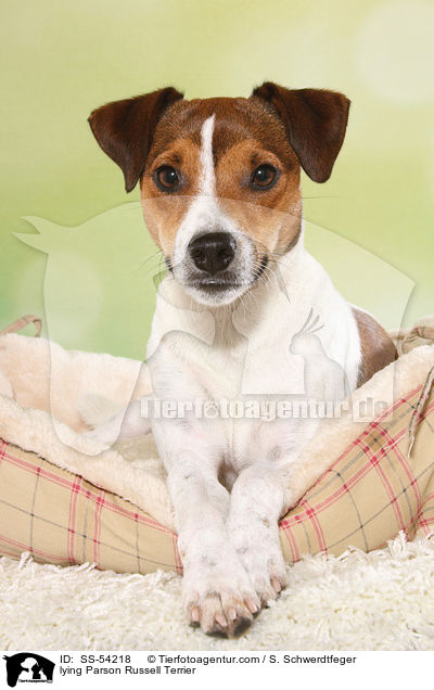 lying Parson Russell Terrier / SS-54218