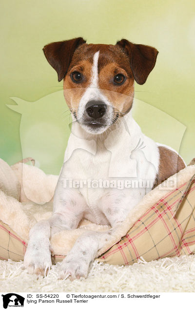 lying Parson Russell Terrier / SS-54220