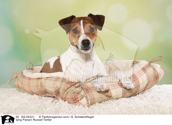 lying Parson Russell Terrier / SS-54221