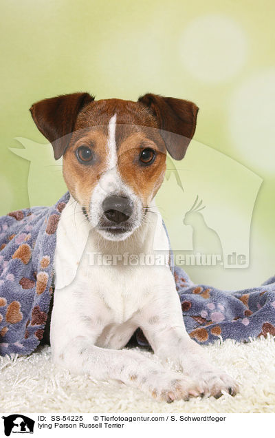 lying Parson Russell Terrier / SS-54225