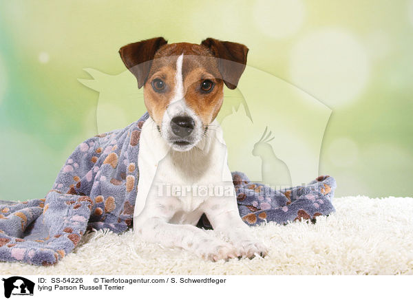 lying Parson Russell Terrier / SS-54226