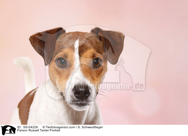 Parson Russell Terrier Portrait / SS-54228