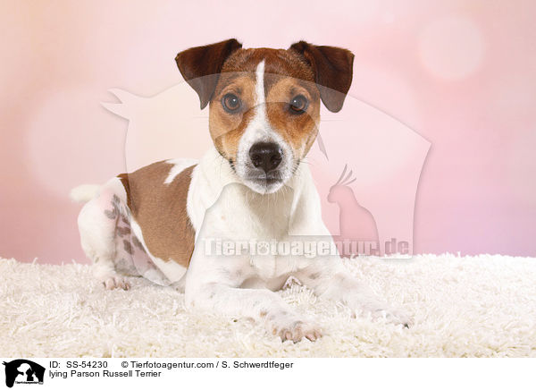 lying Parson Russell Terrier / SS-54230