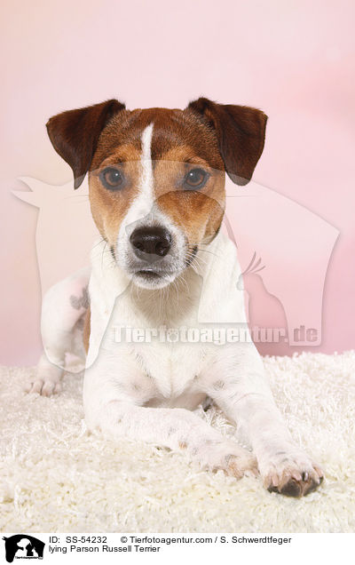 lying Parson Russell Terrier / SS-54232