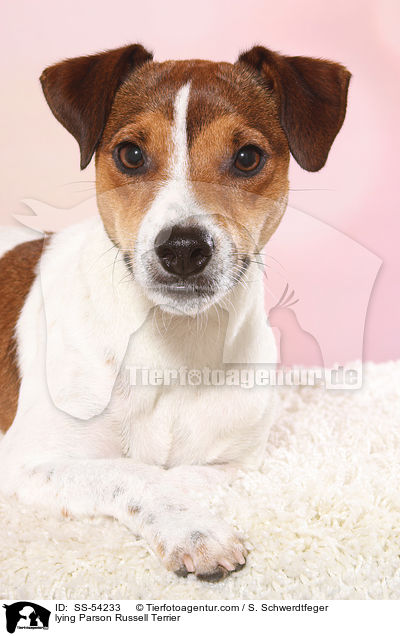 lying Parson Russell Terrier / SS-54233
