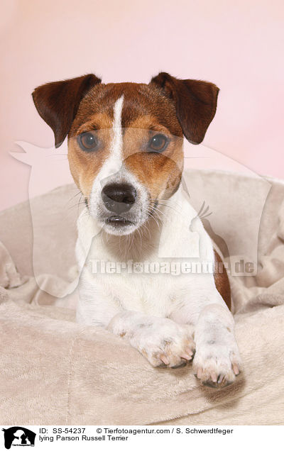 lying Parson Russell Terrier / SS-54237