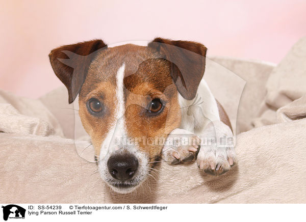 lying Parson Russell Terrier / SS-54239