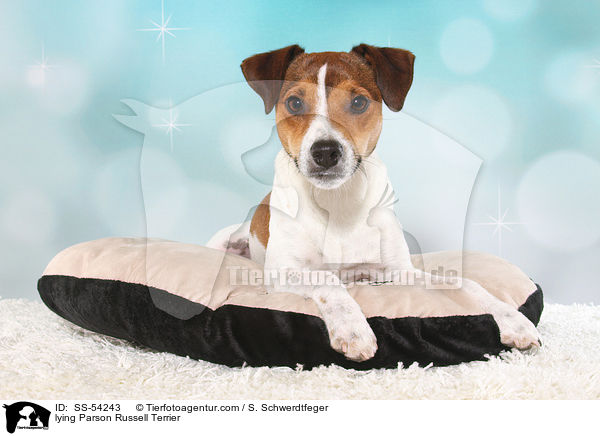 lying Parson Russell Terrier / SS-54243
