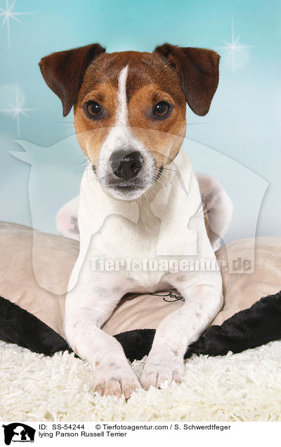 lying Parson Russell Terrier / SS-54244