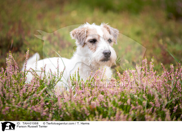 Parson Russell Terrier / Parson Russell Terrier / TAH-01068