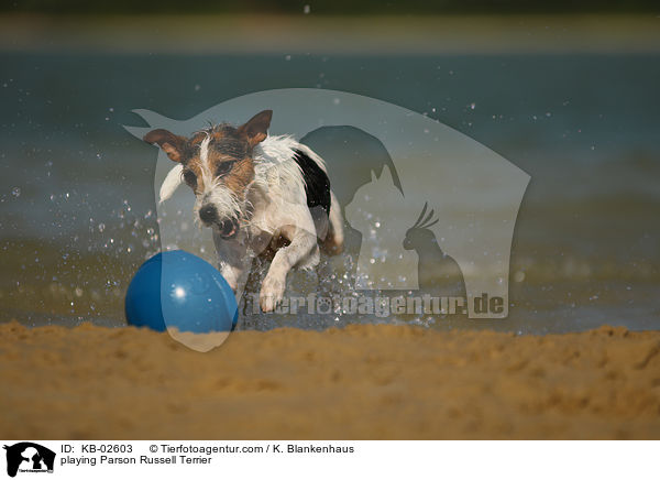 playing Parson Russell Terrier / KB-02603