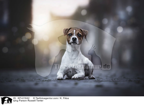 lying Parson Russell Terrier / KFI-01642