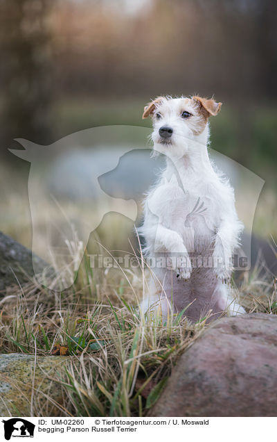 Parson Russell Terrier macht Mnnchen / begging Parson Russell Terrier / UM-02260