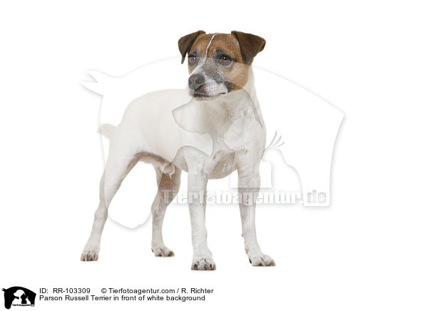 Parson Russell Terrier in front of white background / RR-103309