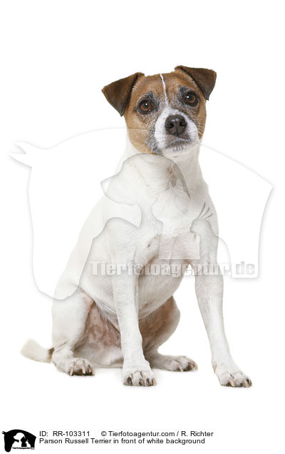 Parson Russell Terrier in front of white background / RR-103311