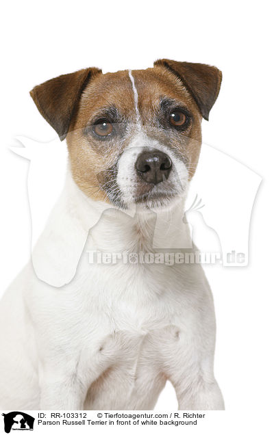 Parson Russell Terrier in front of white background / RR-103312