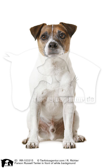 Parson Russell Terrier in front of white background / RR-103315