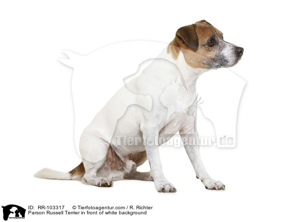 Parson Russell Terrier in front of white background / RR-103317