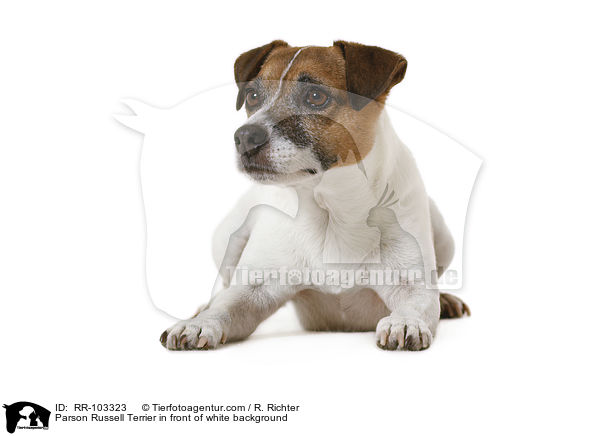 Parson Russell Terrier in front of white background / RR-103323