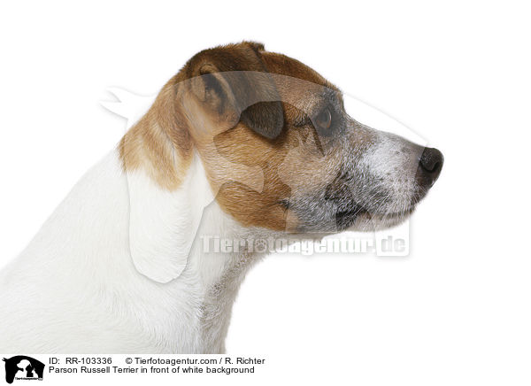 Parson Russell Terrier in front of white background / RR-103336