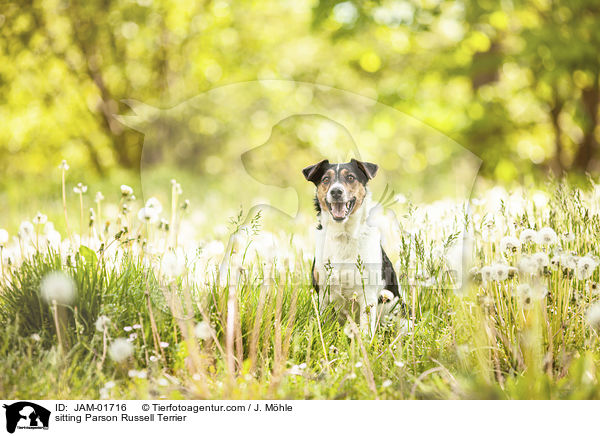 sitzender Parson Russell Terrier / sitting Parson Russell Terrier / JAM-01716