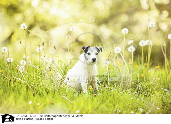 sitzender Parson Russell Terrier / sitting Parson Russell Terrier / JAM-01723