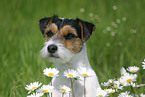 Parson Russell Terrier Portrait