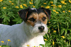 Parson Russell Terrier Portrait