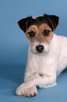 lying Parson Russell Terrier