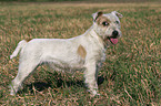 standing Parson Russell Terrier