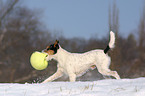 playing Parson Russell Terrier