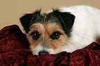 lying Parson Russell Terrier