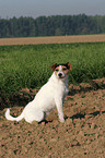 sitting Parson Russell Terrier