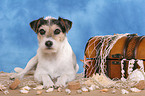 Parson Russell Terrier on beach