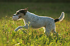 playing Parson Russell Terrier