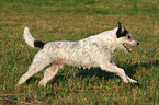 running Parson Russell Terrier