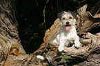 lying Parson Russell Terrier