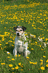 Parson Russell Terrier sits in dandelion