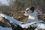 Parson Russell Terrier in the snow