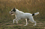 running Parson Russell Terrier