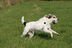 playing Parson Russell Terrier