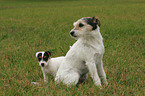 Parson Russell Terrier with puppy