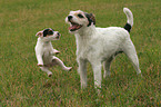 Parson Russell Terrier plays with puppy