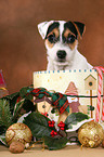 Parson Russell Terrier Puppy at christmas