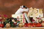 Parson Russell Terrier Puppy at christmas