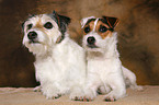 2 lying Parson Russell Terrier