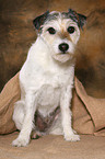 sitting Parson Russell Terrier