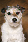 Parson Russell Terrier Portrait