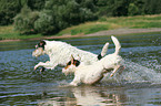 running Parson Russell Terrier