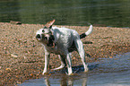 shaking Parson Russell Terrier